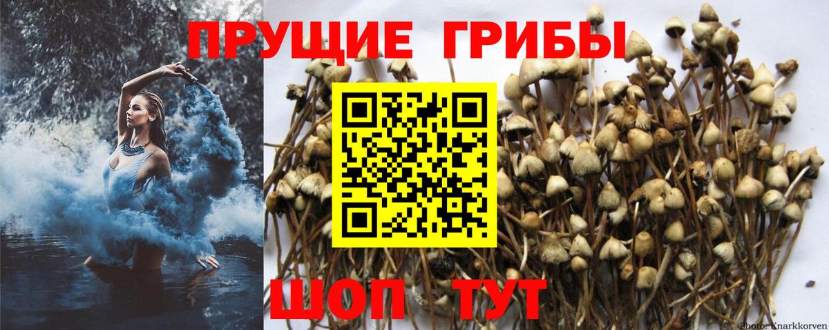 Галлюциногенные грибы MAGIC MUSHROOMS Звенигород